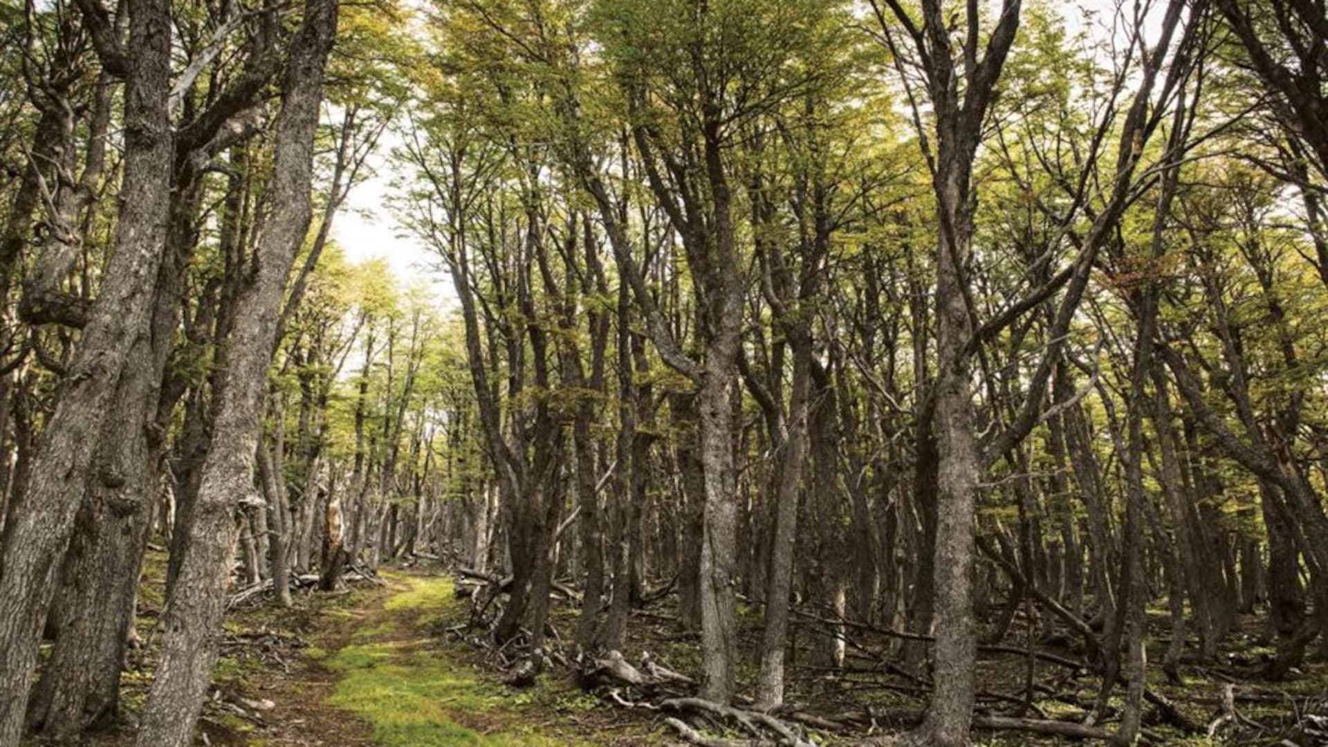 Sagano Bamboo Forest en Japón