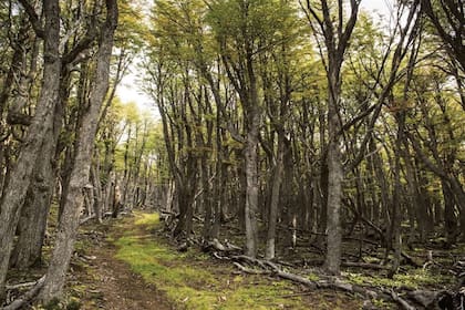 Los bosques nativos ayudan a preservar la biodiversidad
