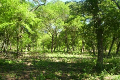 La mayoría del almacenamiento actual de carbono forestal (61%) se encuentra en regiones boscosas en las que la gestión y la conservación sostenibles pueden promover la captura de carbono a través de la recuperación de ecosistemas degradados, y el restante 39% corresponde a regiones en las que los bosques han sido eliminados o fragmentados