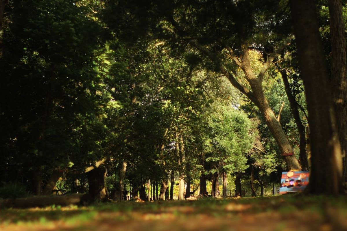 Los bosques nativos proveen beneficios ecosistémicos clave para la conservación y la salud del ambiente