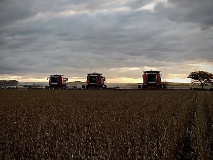 Los Bottaro realizan rotación soja/maíz que prevalece en los campos donde no se puede hacer cosecha fina o un cultivo de servicio
