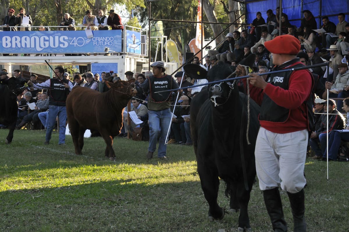 Los Brangus vuelven a la pista de la Sociedad Rural del Chaco