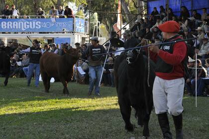 Los Brangus vuelven a la pista de la Sociedad Rural del Chaco