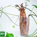 La batata que compraste en la verdulería puede convertirse en muchas plantas