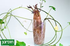 La batata que compraste en la verdulería puede convertirse en muchas plantas
