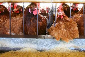 Los brotes de gripe aviar obligaron a sacrificar miles de aves.