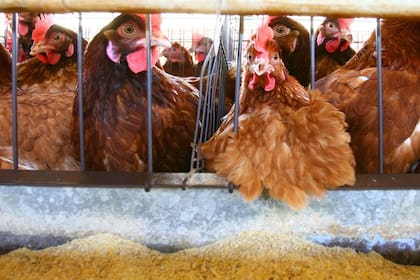 Los brotes de gripe aviar obligaron a sacrificar miles de aves.