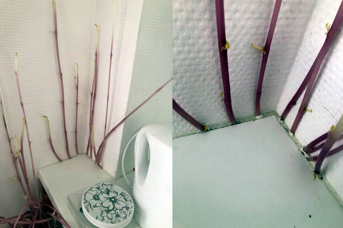 Los brotes de las papas que crecieron durante los 90 días de ausencia de la estudiante