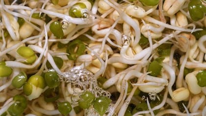 Los brotes de soja crudos crecen en condiciones ideales para el desarrollo de patógenos como el E. coli