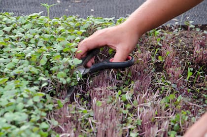 Los brotes y microverdes se pueden cultivar en casa con facilidad. Sólo se necesitan semillas y una bandeja o maceta