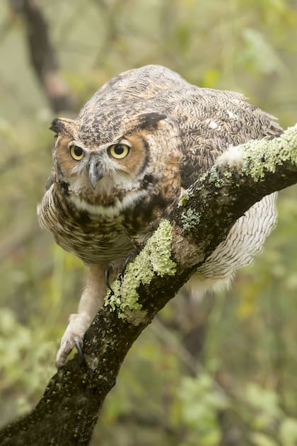 Los búhos cornudos son depredadores feroces que pueden cazar presas de gran tamaño, incluyendo aves rapaces como águilas pescadoras,