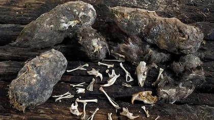 Los búhos y lechuzas regurgitan bolos no digeridos con piel y huesos de sus presas. Los bolos son un tesoro de información sobre la alimentación de estas aves