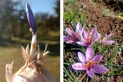Los bulbos de azafrán se clasifican por su tamaño, o calibre. Los calibres más grandes dan flores de inmediato, mientras que los más chicos se usan para la reproducción