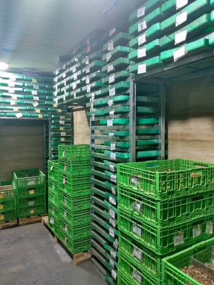 Los bulbos se conservan en cámara en bandejas a una temperatura controlada.