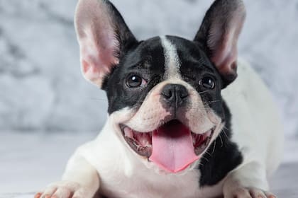 Los Bulldogs encabezan el podio de las razas más problemáticas, según la opinión de expertos