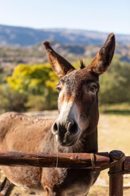 Los burros son parte de los atractivos de la zona.