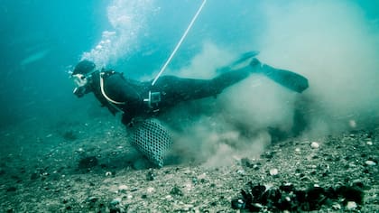 Los buzos bajan hasta el lecho marino para recoger los mariscos; están conectados con una manguera a un compresor