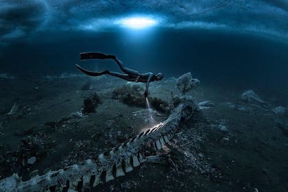 Los buzos nadaron entre unos 20 cadáveres de ballenas minke (Foto: Alex Dawson)
