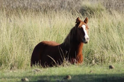 “Los caballos, al igual que las personas, deben ser protegidos antes de que el riesgo sea inminente”, enfatizó la veterinaria especializada en equinos María Laura Tiscornia