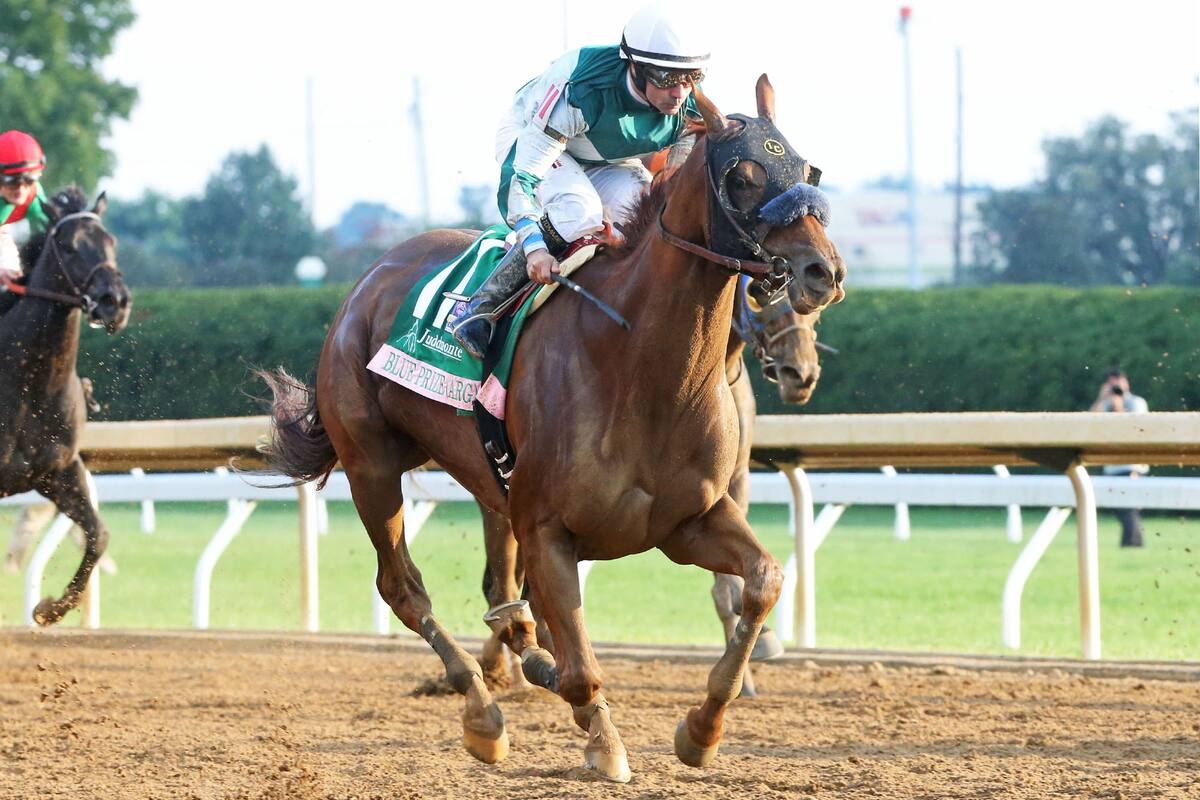 Los caballos argentinos Blue Prize, Vale Dori y Hi Happy son estrellas en la Breeders Cup