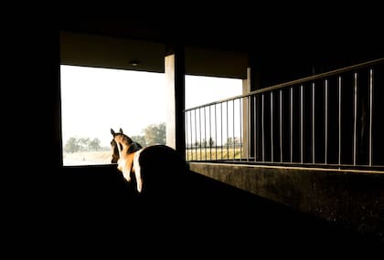 Los caballos, imán de una zona que promete un crecimiento inmobiliario