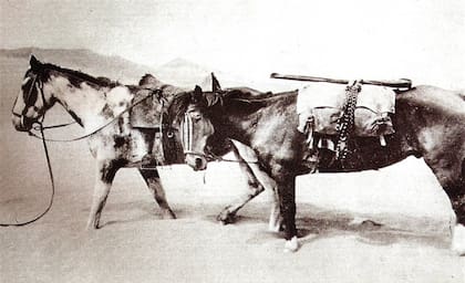 Los caballos Mancha y Gato