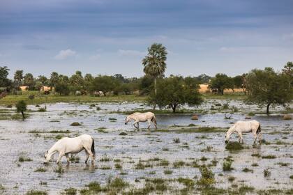 Los caballos pastan y beben en las zonas más bajas de la laguna.
