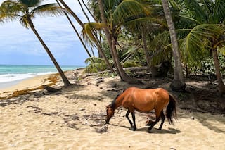 La isla caribeña de caballos salvajes y aguas bioluminiscentes que fue utilizada por Estados Unidos para entrenamientos militares