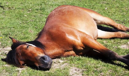 Los caballos tienen particularidades únicas que los hacen aún más fascinantes, como su curiosa forma de dormir.
