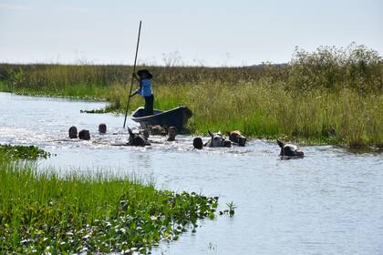 Los caballos y sus jinetes nadan, mientras un canoero transporta los equipos.