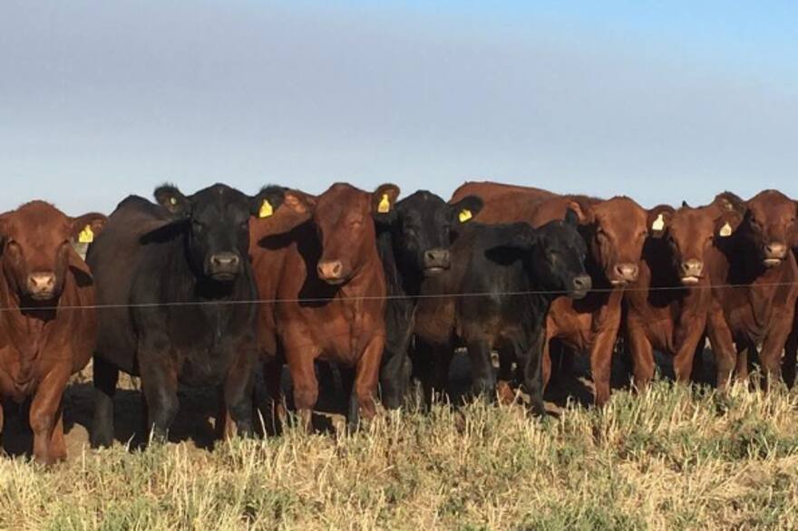 Medida intempestiva del Gobierno genera rechazo en la Rural y cabañeros patagónicos