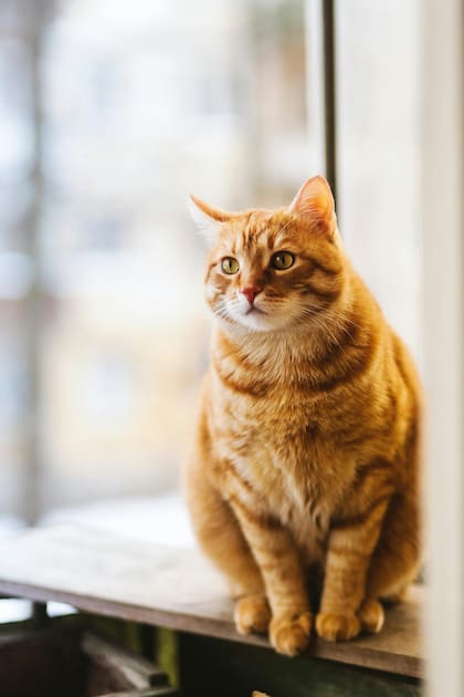 Los cables pueden ser peligrosos para los gatos