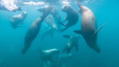 Los cachoros de lobo marino suelen ser curiosos.