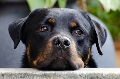 Los cachorros, los perros no vacunados y aquellos con sistemas inmunológicos débiles son más vulnerables frente al virus del moquillo
