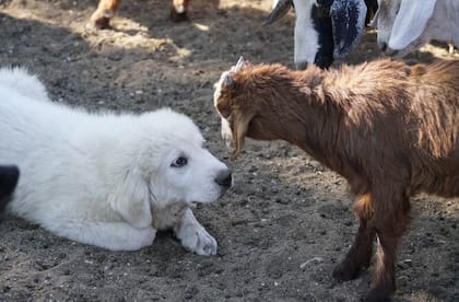 Los cachorros pasan cuatro meses encerrados con los chivos y las ovejas, sin contacto humano, para que el proceso de impronta funcione y acaben considerándose uno más del rebaño.