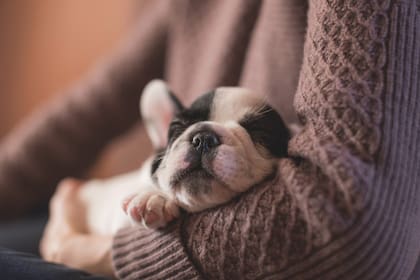 Los cachorros pueden dormir hasta 18 horas al día