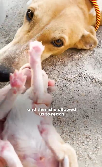 Los cachorros se encontraban en buen estado (Foto: The Dodo)
