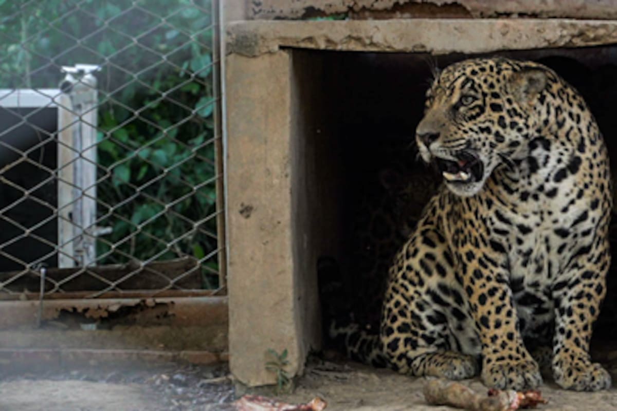 Los cachorros silvestres fueron rescatados en Paraguay y donados al proyecto de reintroducción de yaguareté en los Esteros del Iberá
