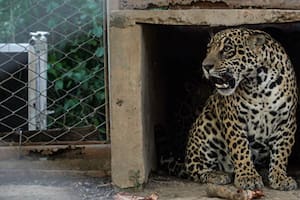 Los cachorros silvestres fueron rescatados en Paraguay y donados al proyecto de reintroducción de yaguareté en los Esteros del Iberá