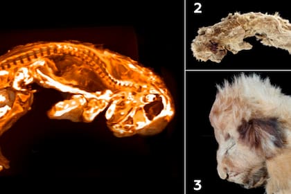 Los cachorros son los animales mejor conservados hallados hasta ahora de la Edad de Hielo