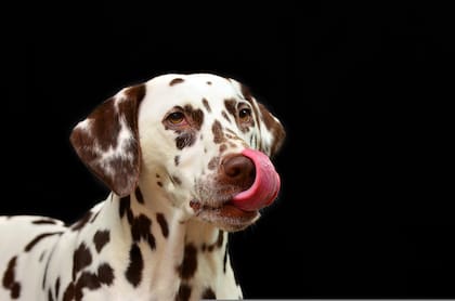 Los cachorros suelen lamer más ya que es la manera en la que descubren el mundo, y a medida que envejecen los perros suelen disminuir la frecuencia del lamido