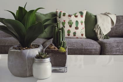Los cactus ahuyentan la mala energía