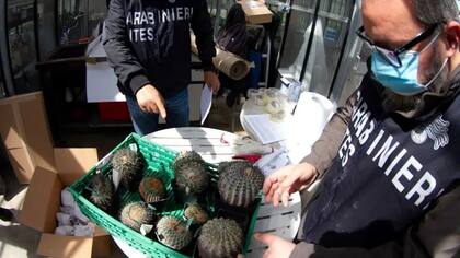 Los cactus interceptados del desierto de Atacama eran parte de un lucrativo comercio ilegal internacional.