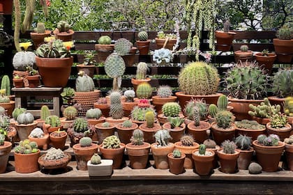Los cactus son ideales para las personas de Escorpio