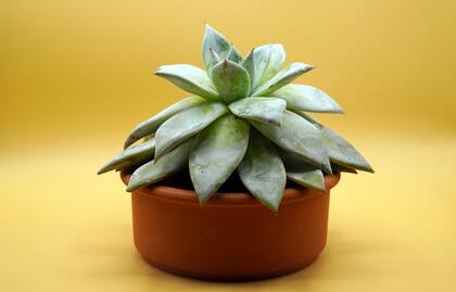 Los cactus son plantas suculentas originarias del continente americano adaptadas para sobrevivir en climas áridos