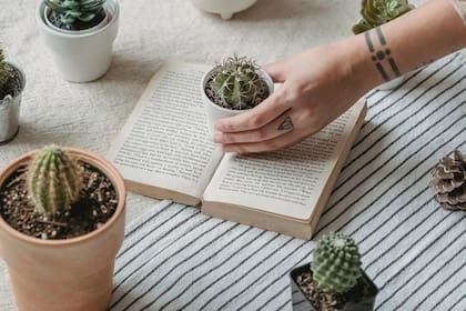 Los cactus son unos grandes aliados del Feng Shui