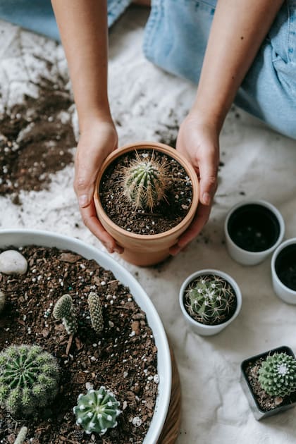 Los cactus y suculentas son perfectos ya que necesitan poca agua y disfrutan de espacios bien iluminados