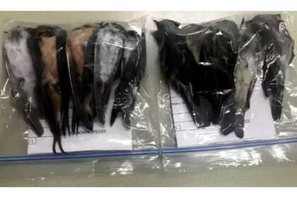 Los cadáveres de las aves, en bolsas selladas para su posterior análisis