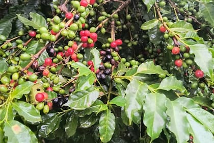 Los cafetos producidos en Misiones, en la zona de El Soberbio (Alto Uruguay)