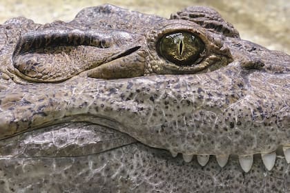 Hay diferentes recomendaciones que se pueden seguir para mantenerse alejados de los caimanes